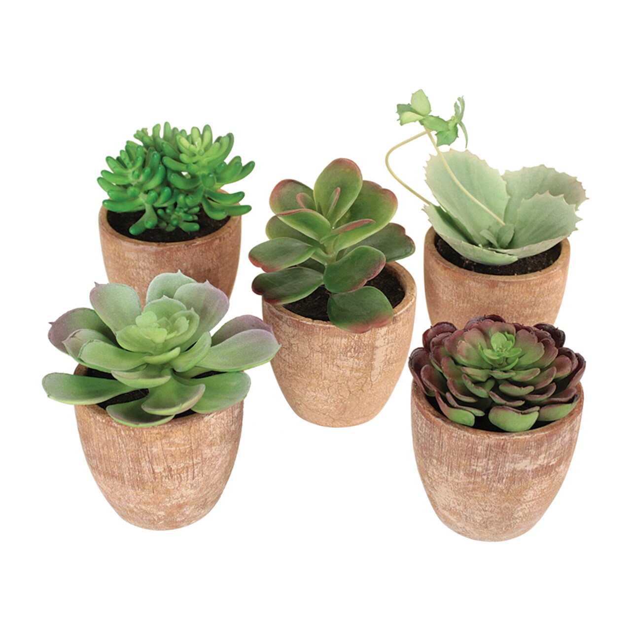 Melrose Potted Succulent (Set Of 5) 4"H-7.5"H Plastic, Terracotta